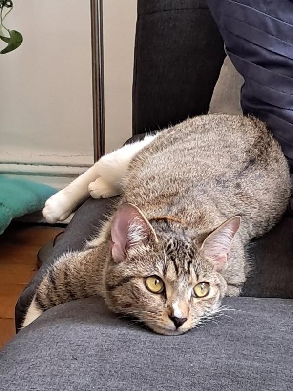 Chami — thumbnail 4