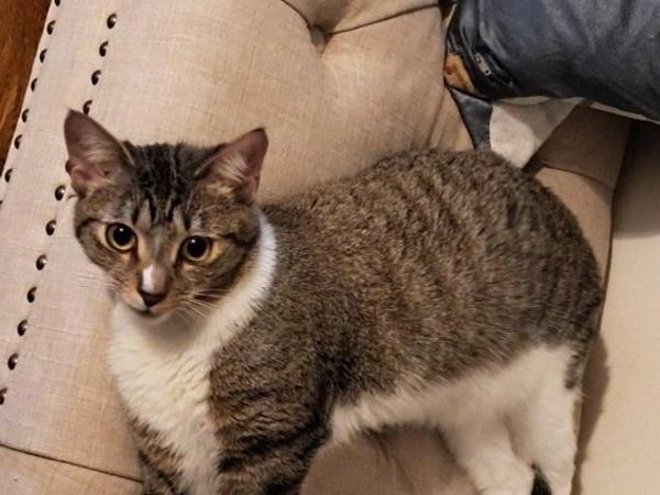 Chami — thumbnail 5