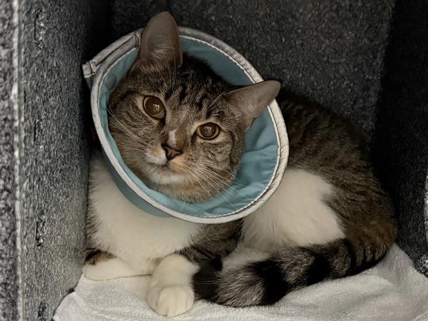 Chami — thumbnail 6