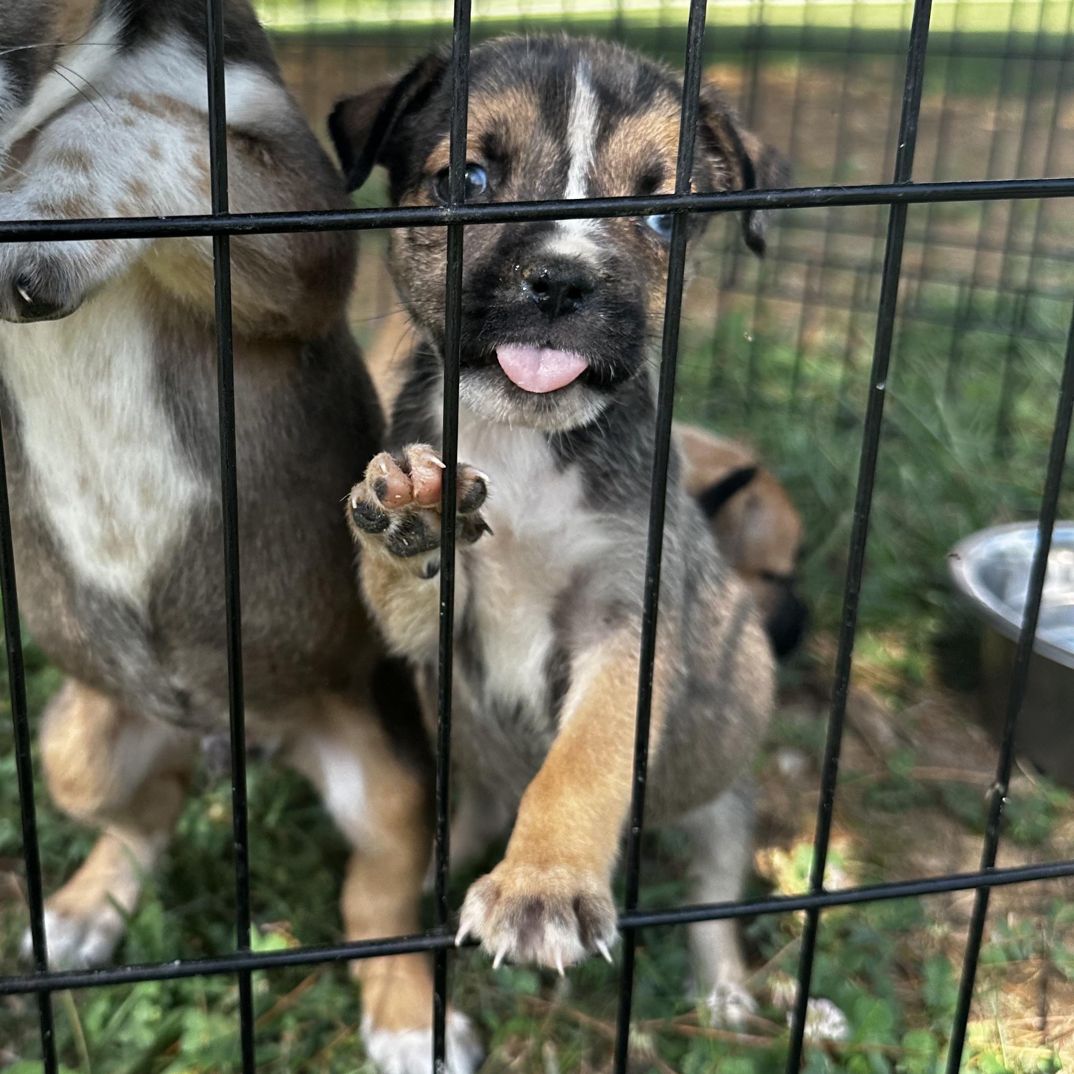 Enlarge Bailey, a Adopted mixed breed in Bethel, OH image 2/4