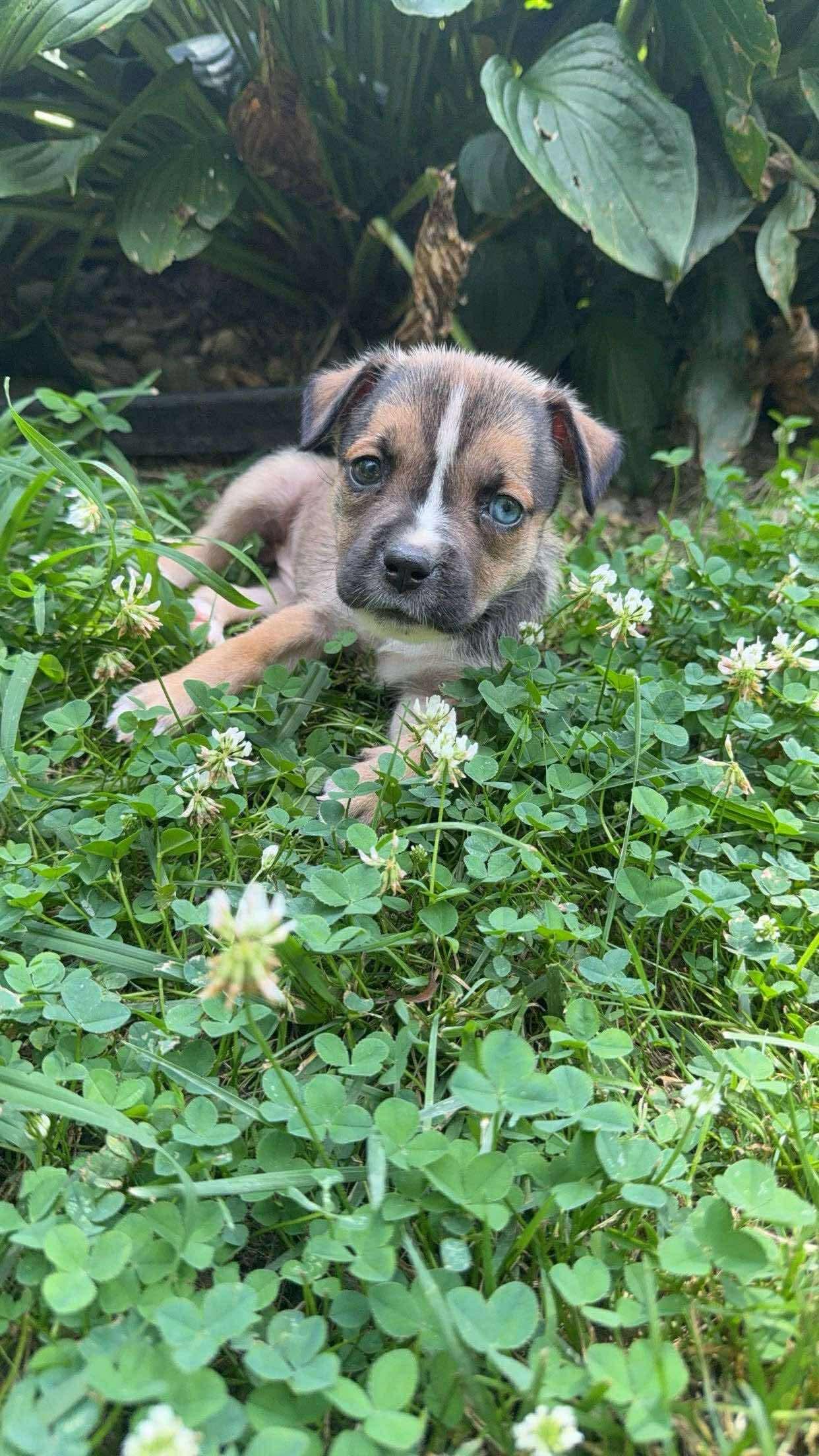 Bailey, Adopted, Puppy Female Australian Cattle Dog / Blue Heeler & American Staffordshire Terrier.