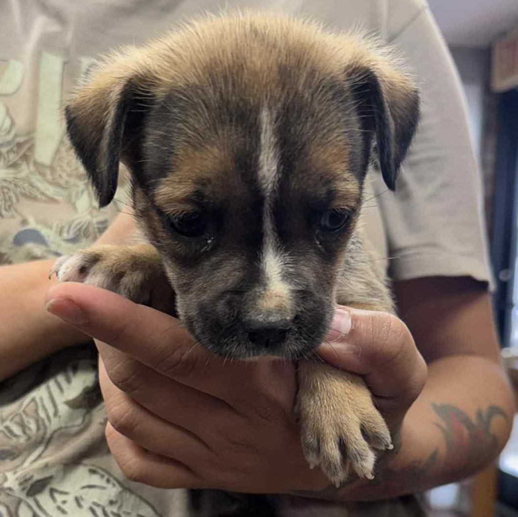 Enlarge Bailey, a Adopted mixed breed in Bethel, OH image 3/4