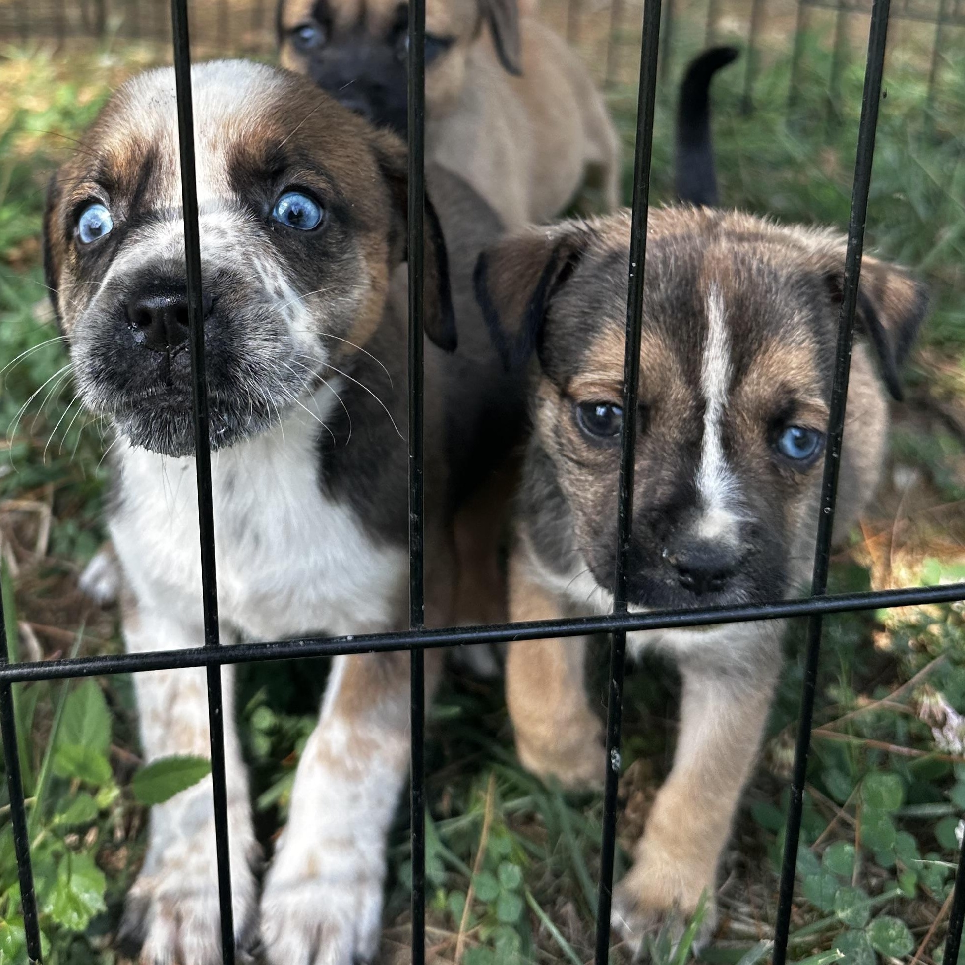Enlarge Bailey, a Adopted mixed breed in Bethel, OH image 4/4