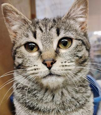 Enlarge CB14, a ADOPTABLE Domestic Short Hair in Williamsburg, VA image 1/1