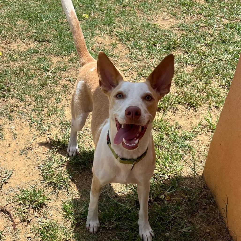 Lilo, Adoptable, Young Female Mixed Breed.