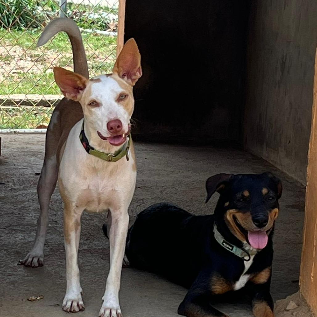 Enlarge Lilo, a Adoptable Mixed Breed in Vieques, PR image 2/4
