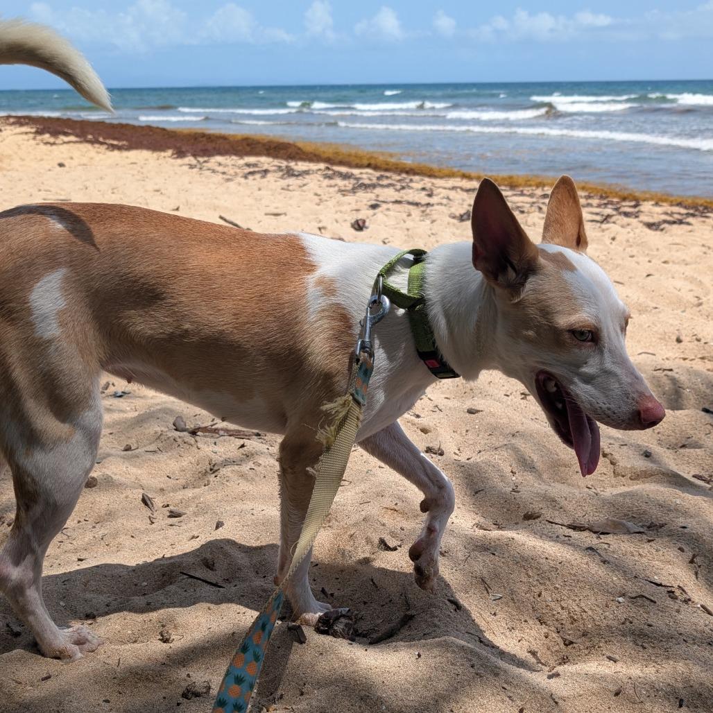 Enlarge Lilo, a Adoptable Mixed Breed in Vieques, PR image 3/4