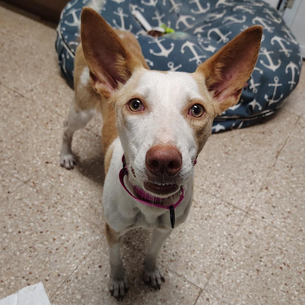 Enlarge Lilo, a Adoptable Mixed Breed in Vieques, PR image 4/4