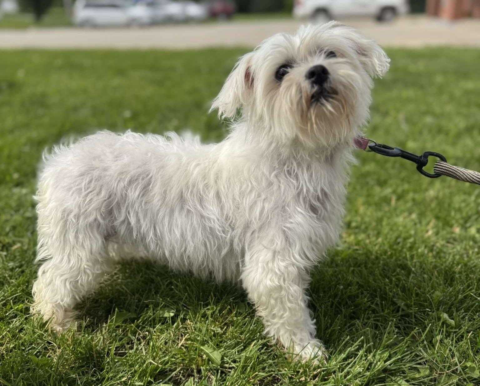 Enlarge Charlee, an adopted Maltese in Maryville, MO image 2/2