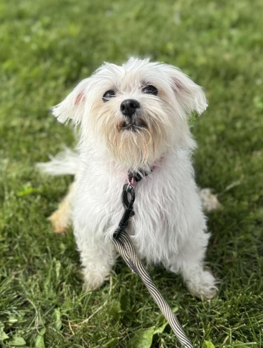 Enlarge Charlee, an adopted Maltese in Maryville, MO image 1/2