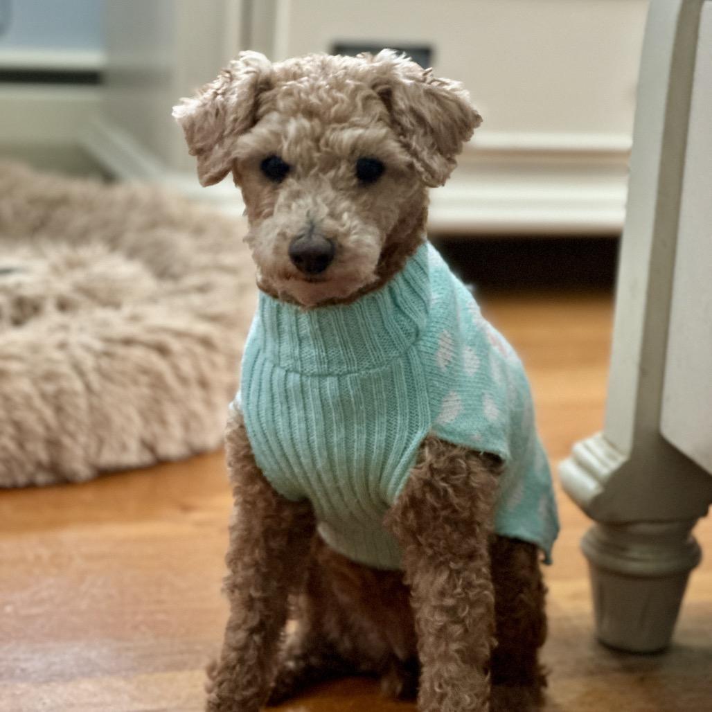 Flossy - Free Training Support for 6 Months, Adoptable, Senior Female Poodle & Mixed Breed.
