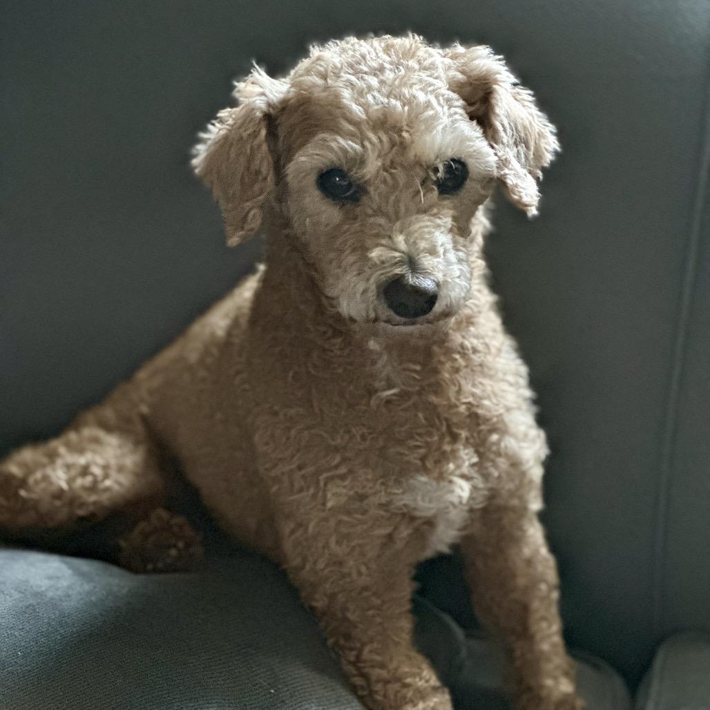 Flossy - Free Training Support for 6 Months, a Adoptable mixed breed in Bel Air, MD image 3/6