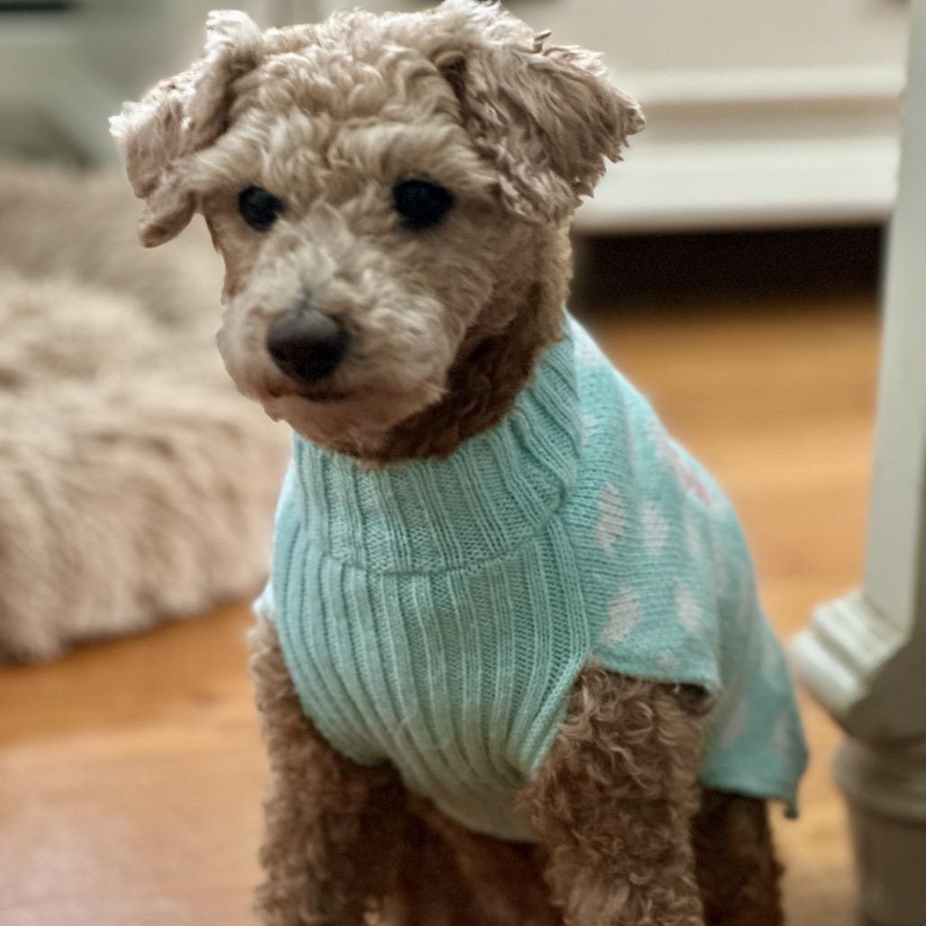 Flossy - Free Training Support for 6 Months, a Adoptable mixed breed in Bel Air, MD image 4/6