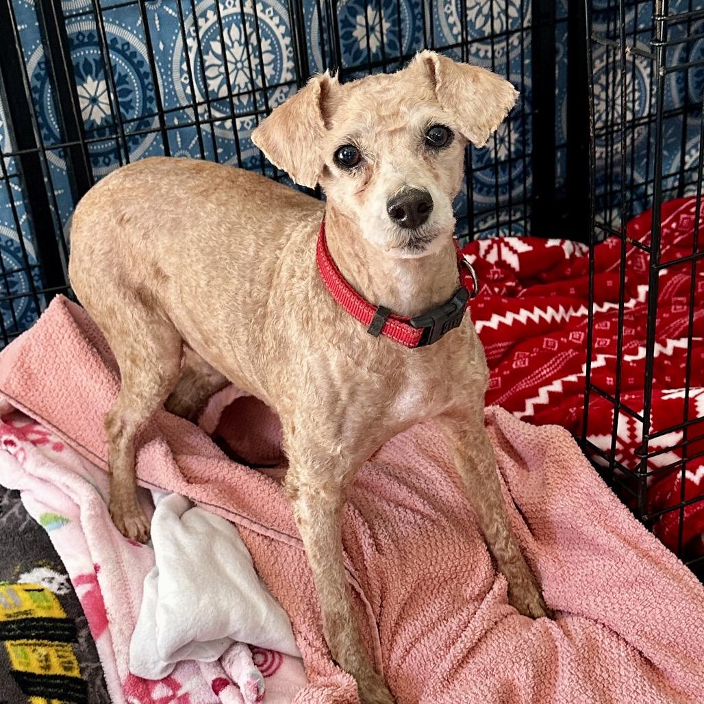 Flossy - Free Training Support for 6 Months, a Adoptable mixed breed in Bel Air, MD image 5/6