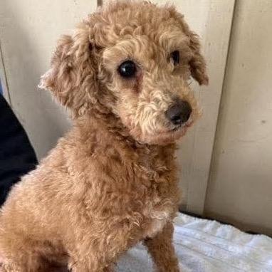 Enlarge Flossy - Free Training Support for 6 Months *Adoption Pending*, a Adoptable mixed breed in Bel Air, MD image 1/6