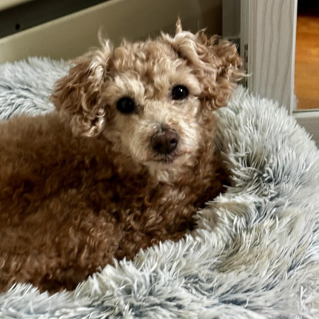 Enlarge Flossy - Free Training Support for 6 Months *Adoption Pending*, a Adoptable mixed breed in Bel Air, MD image 2/6
