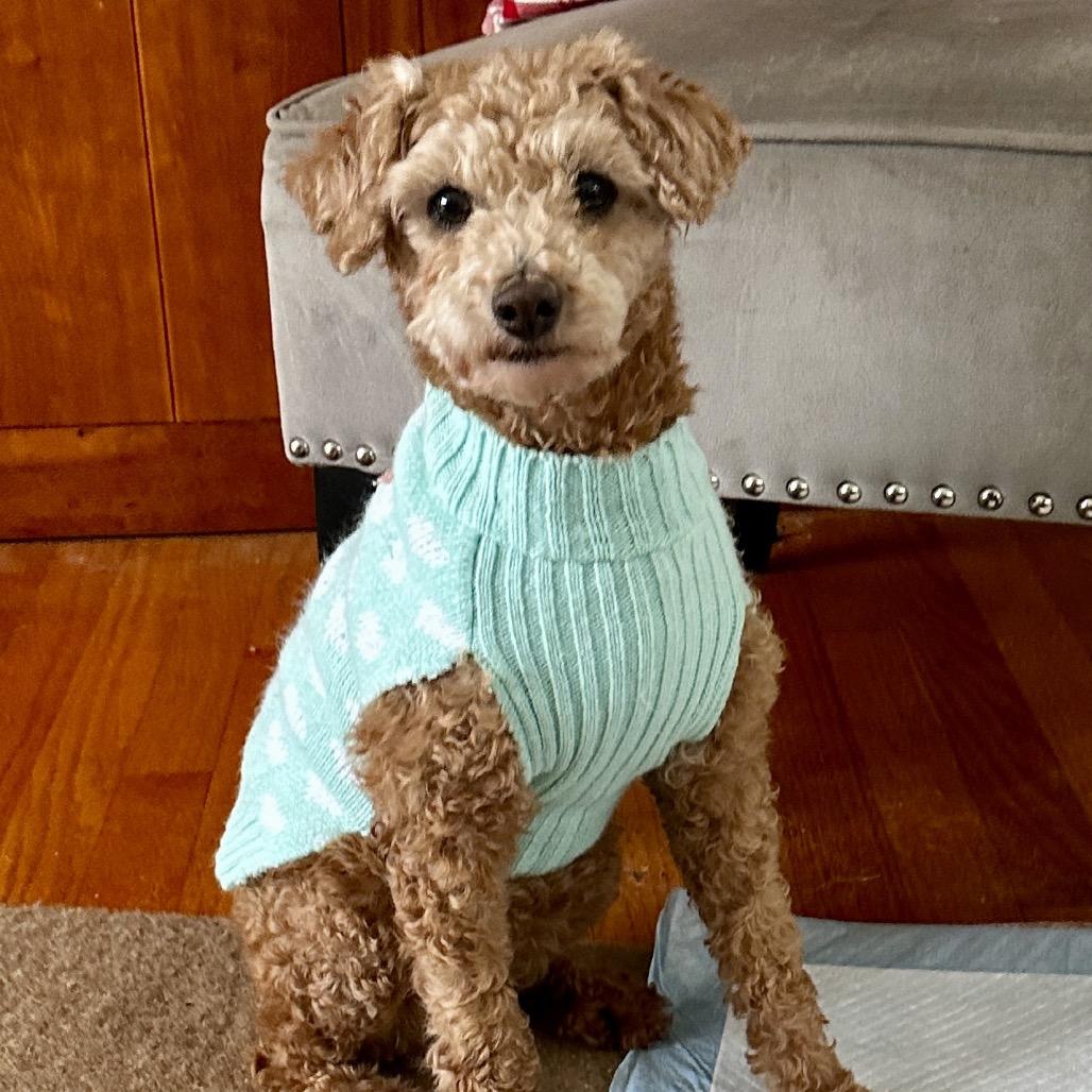 Flossy - Free Training Support for 6 Months, a Adoptable mixed breed in Bel Air, MD image 6/6