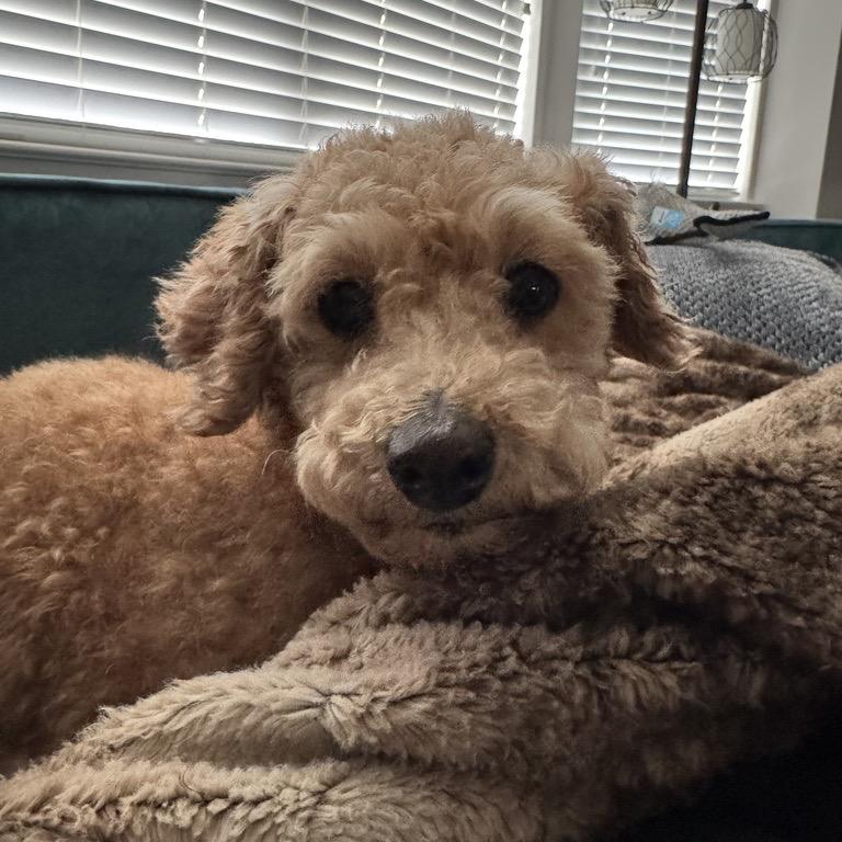 Enlarge Flossy - Free Training Support for 6 Months *Adoption Pending*, a Adoptable mixed breed in Bel Air, MD image 3/6