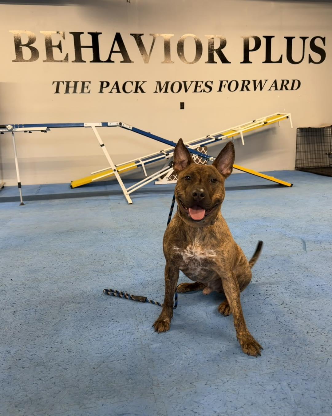 Tango, Adoptable, Young Male Pit Bull Terrier.