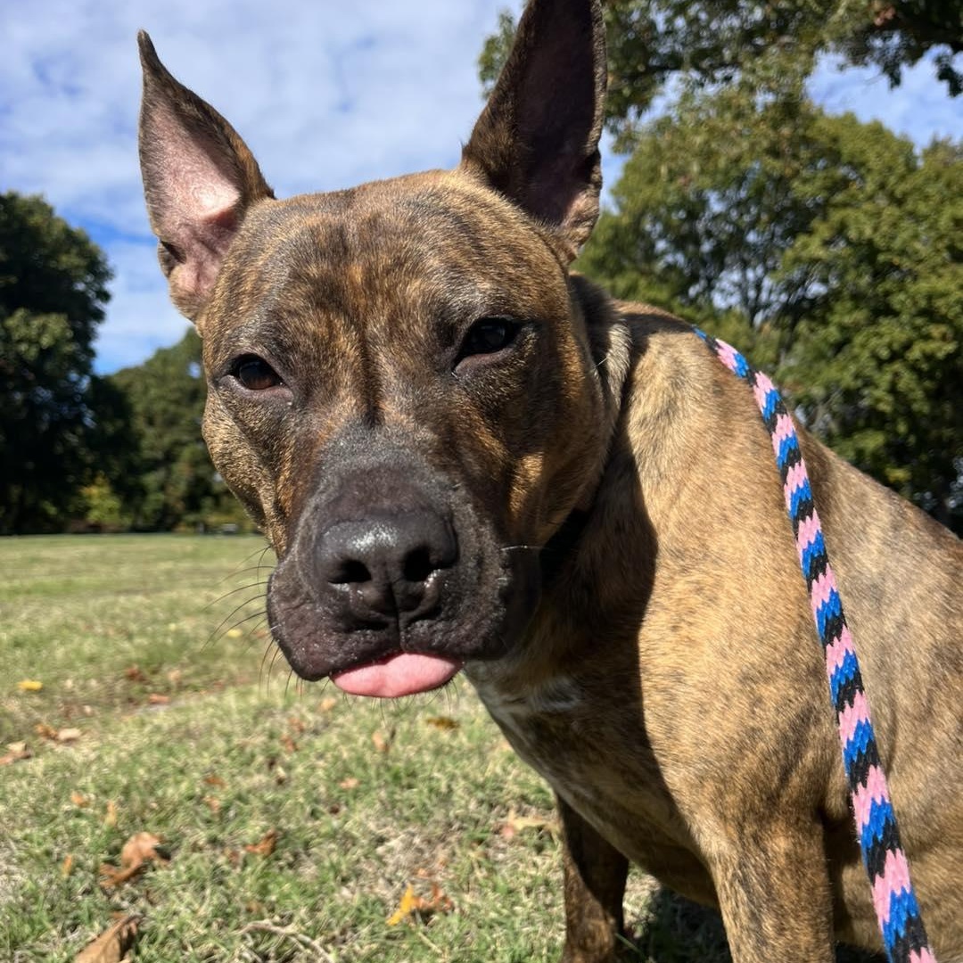 Tango, a Adoptable mixed breed in Bloomfield, NJ image 1/6