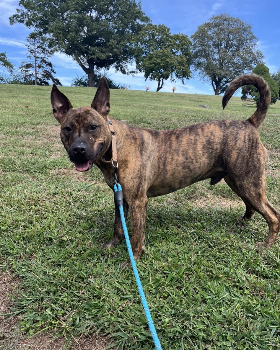 Tango, a Adoptable mixed breed in Bloomfield, NJ image 5/6