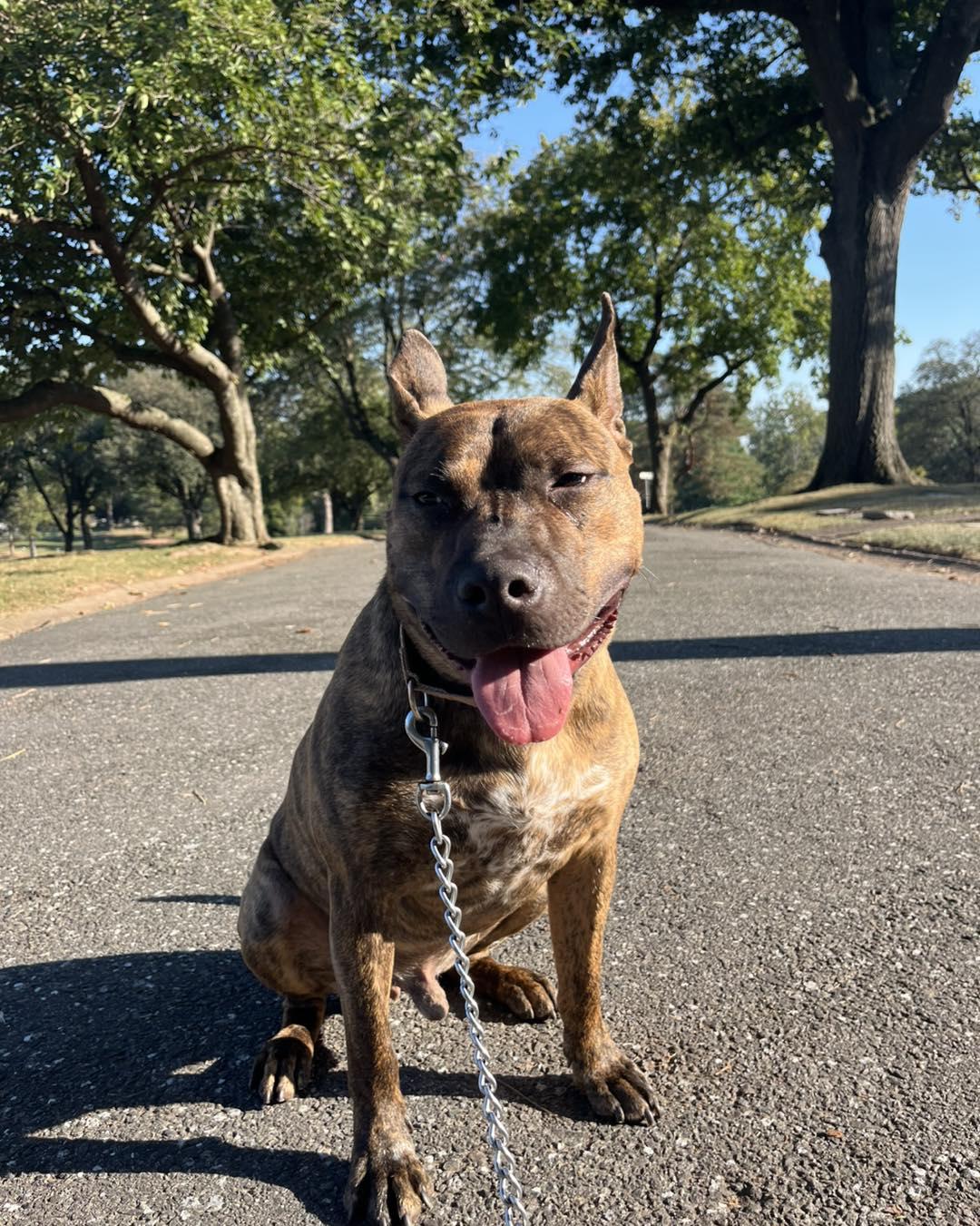 Tango, a Adoptable mixed breed in Bloomfield, NJ image 2/6