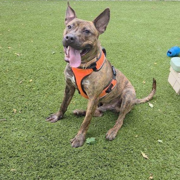 Tango, a Adoptable mixed breed in Bloomfield, NJ image 3/6