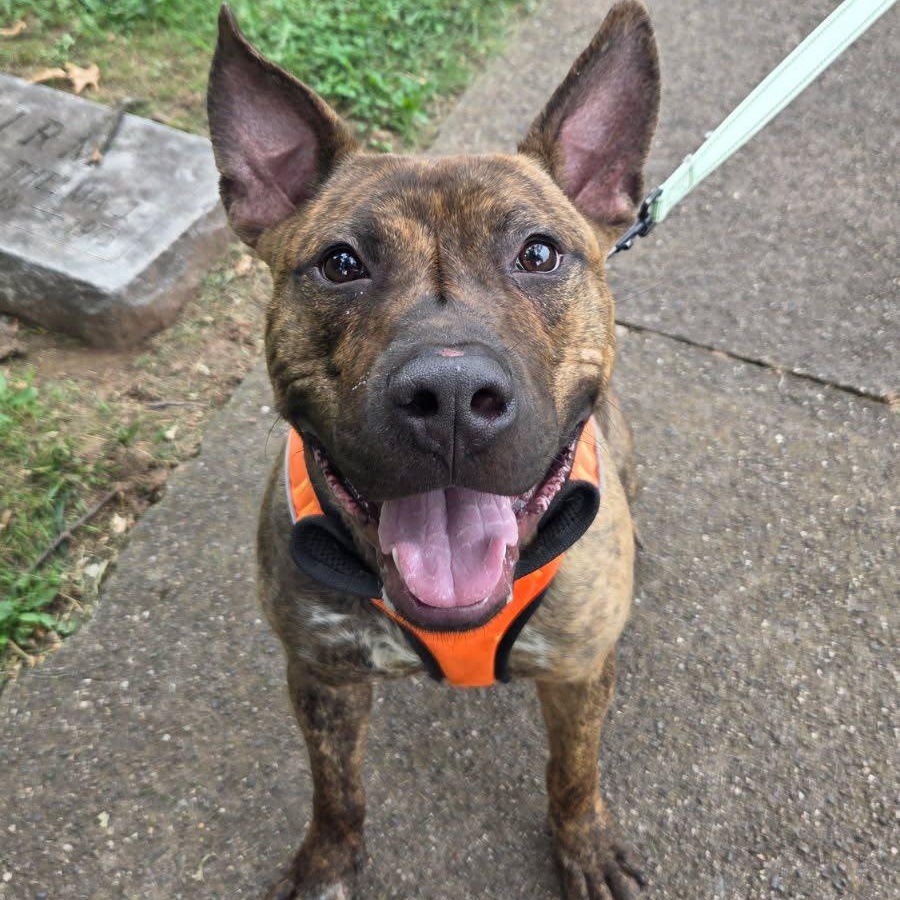 Tango, a Adoptable mixed breed in Bloomfield, NJ image 6/6