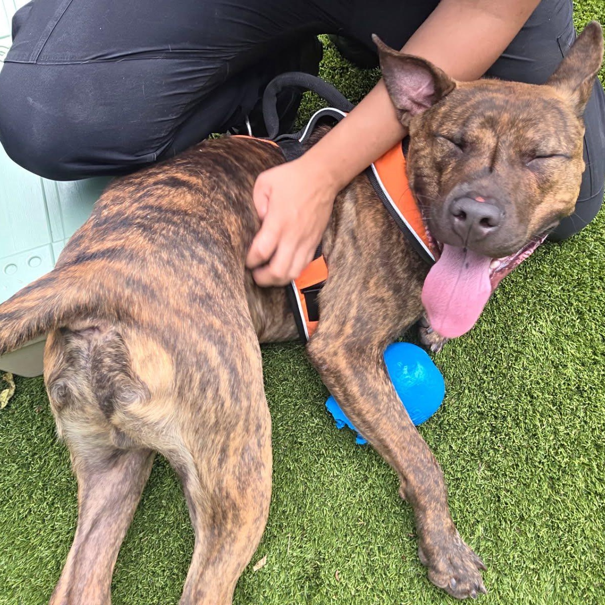 Tango, a Adoptable mixed breed in Bloomfield, NJ image 4/6