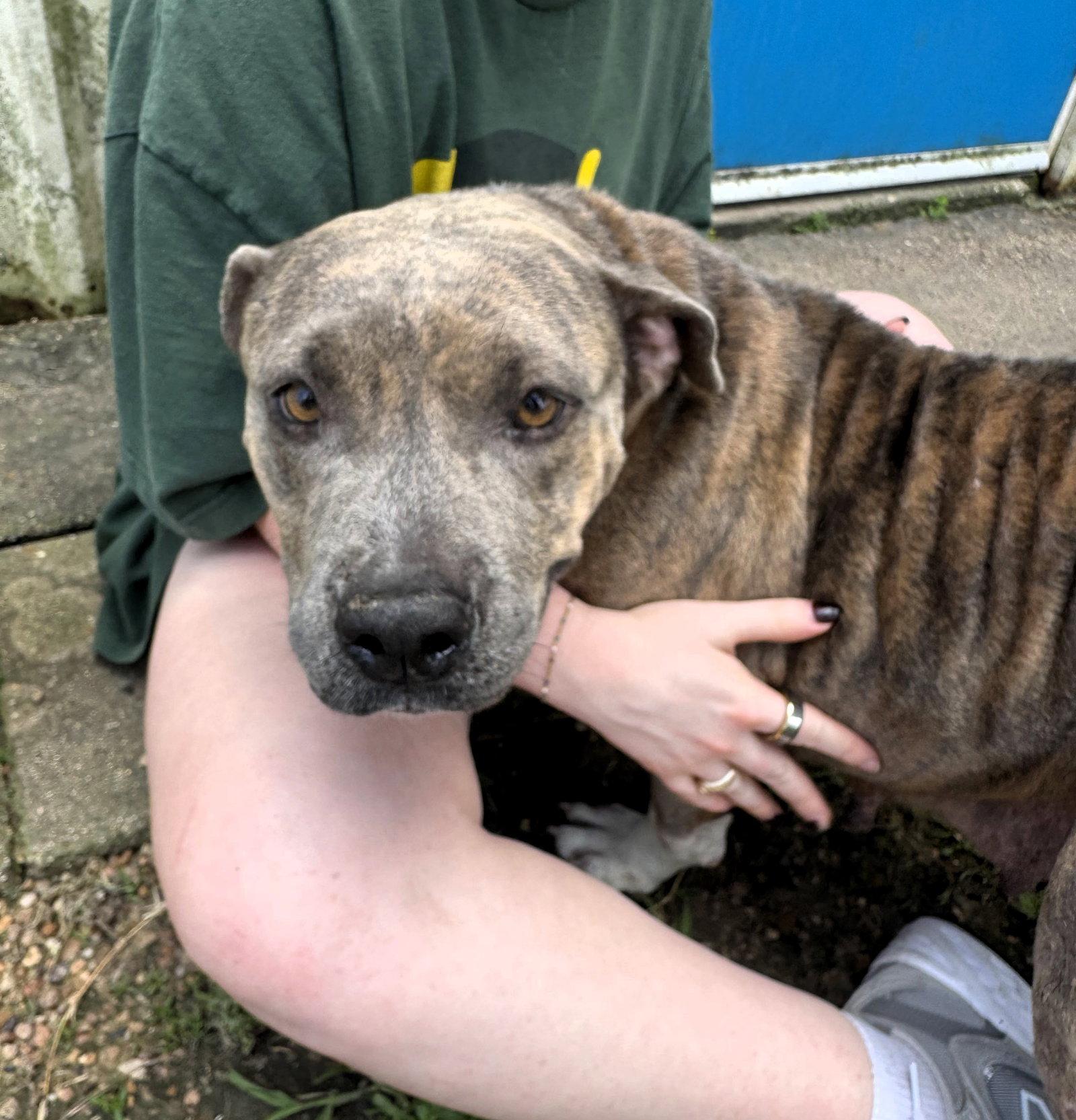 Patty, Adoptable, Adult Female Pit Bull Terrier.