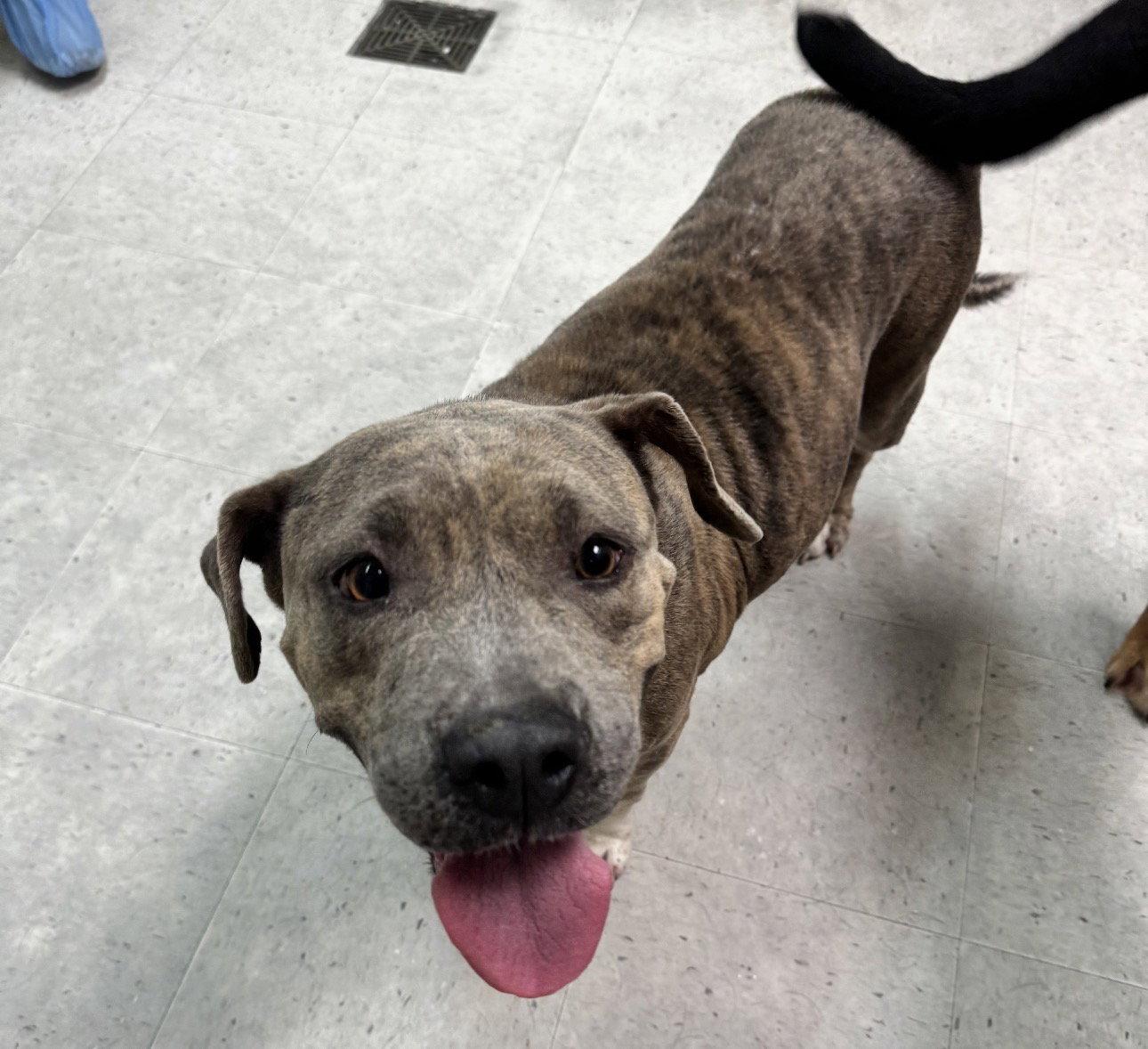 Enlarge Patty, a Adoptable Pit Bull Terrier in Houston, TX image 2/3