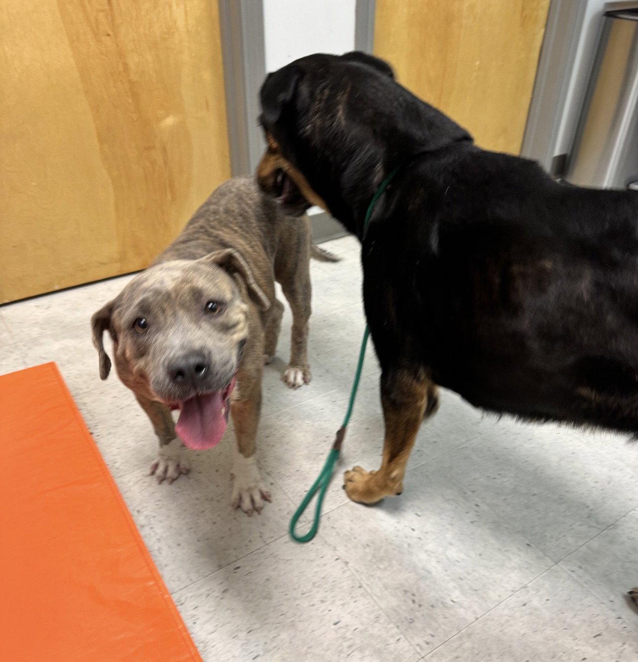 Enlarge Patty, a Adoptable Pit Bull Terrier in Houston, TX image 3/3