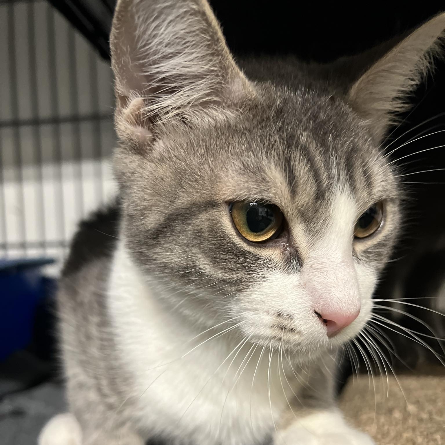 Isadore, a Adoptable Domestic Short Hair in Kankakee, IL image 2/6