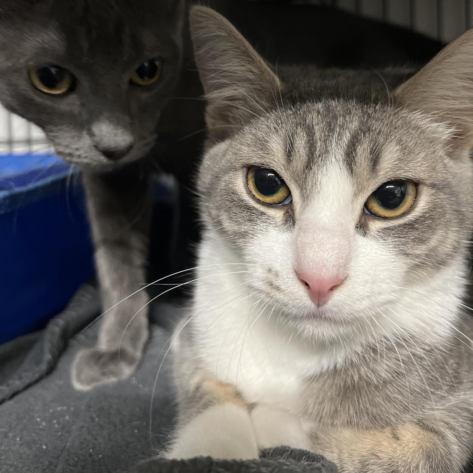 Isadore, a Adoptable Domestic Short Hair in Kankakee, IL image 4/6