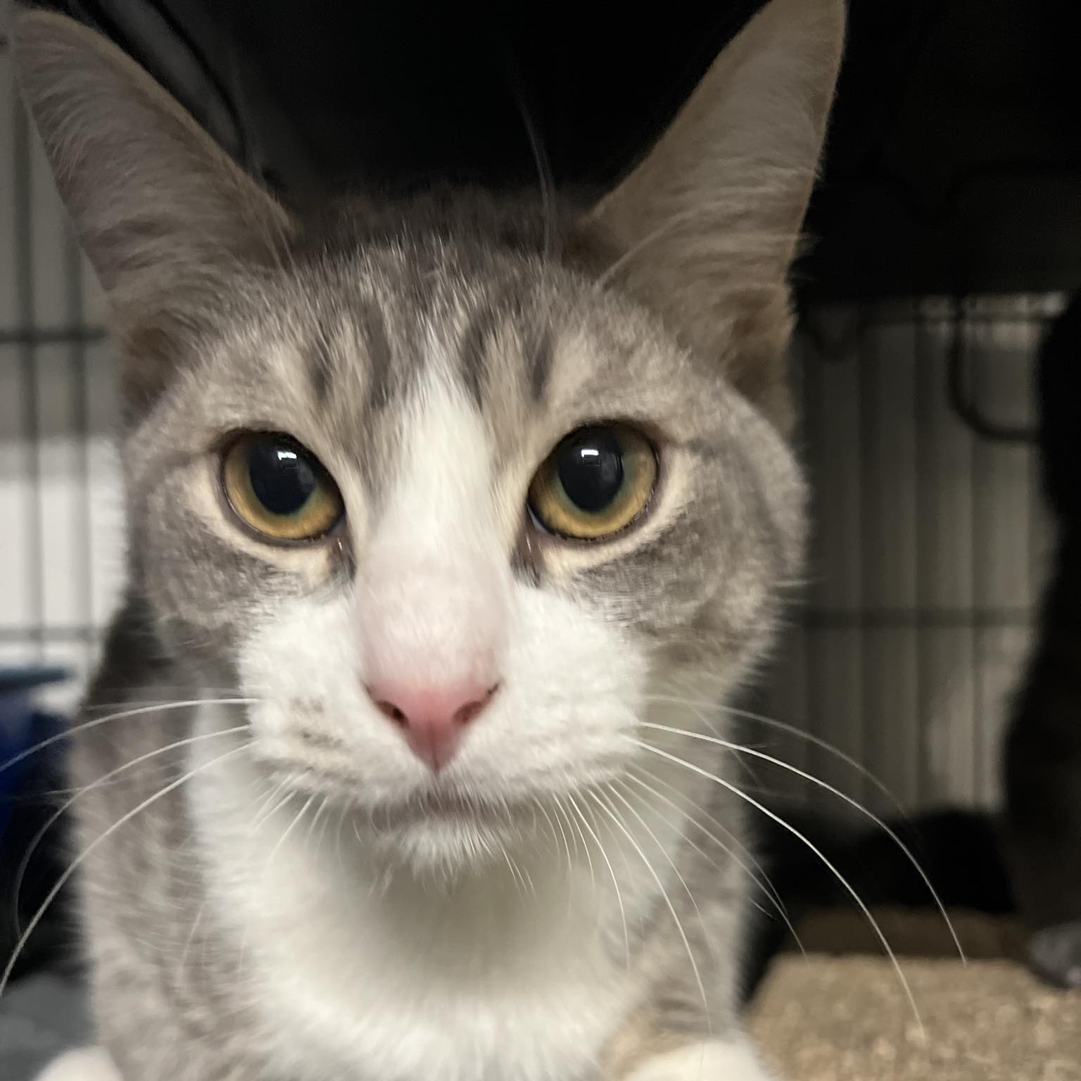 Isadore, a Adoptable Domestic Short Hair in Kankakee, IL image 3/6