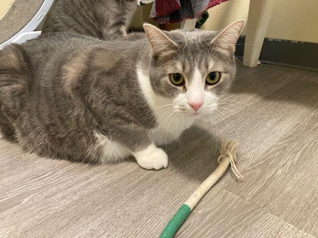Enlarge Isadore, a Adoptable Domestic Short Hair in Kankakee, IL image 1/2