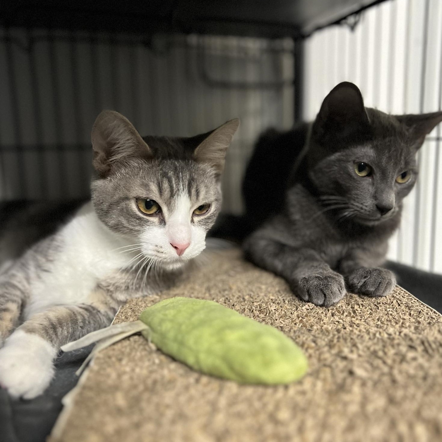 Isadore, a Adoptable Domestic Short Hair in Kankakee, IL image 5/6