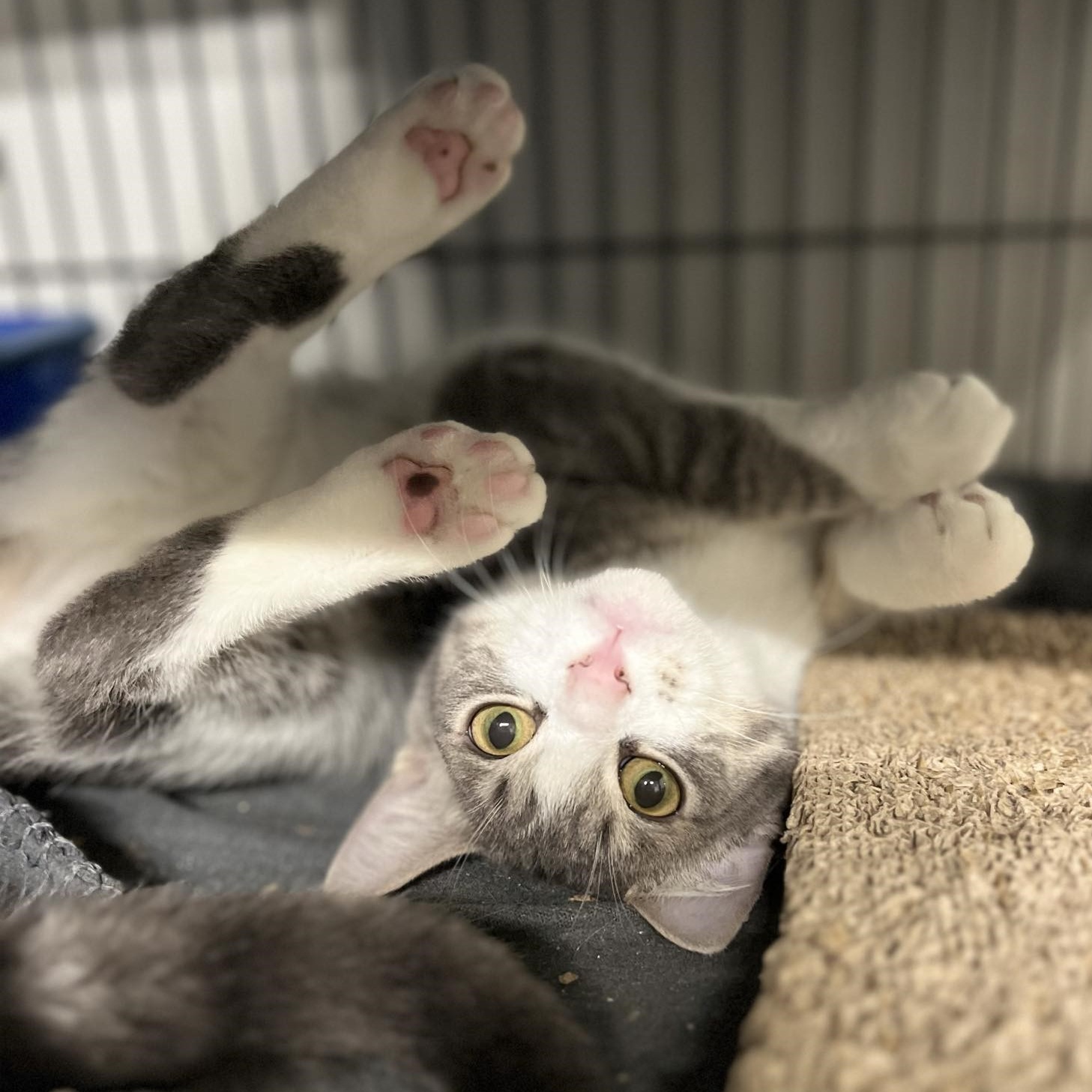 Isadore, Adoptable, Kitten Male Domestic Short Hair.