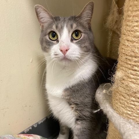 Enlarge Isadore, a Adoptable Domestic Short Hair in Kankakee, IL image 2/2