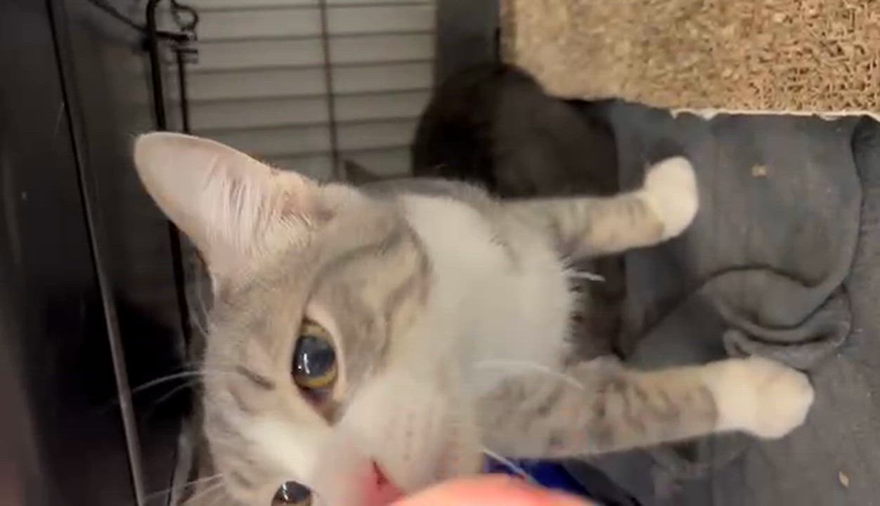 Enlarge Isadore, a Adoptable Domestic Short Hair in Kankakee, IL video 6/6