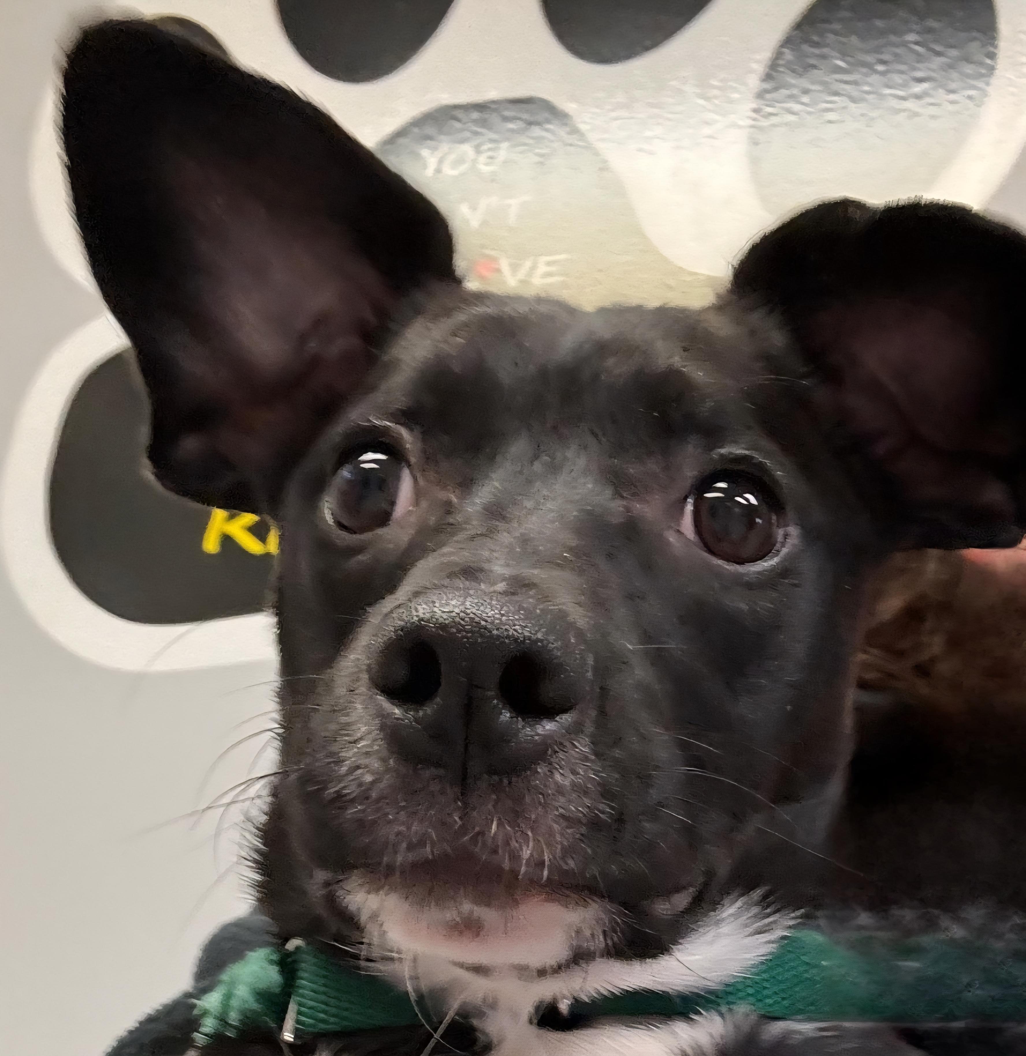 Enlarge Paris, a ADOPTABLE mixed breed in Watertown, NY image 2/2