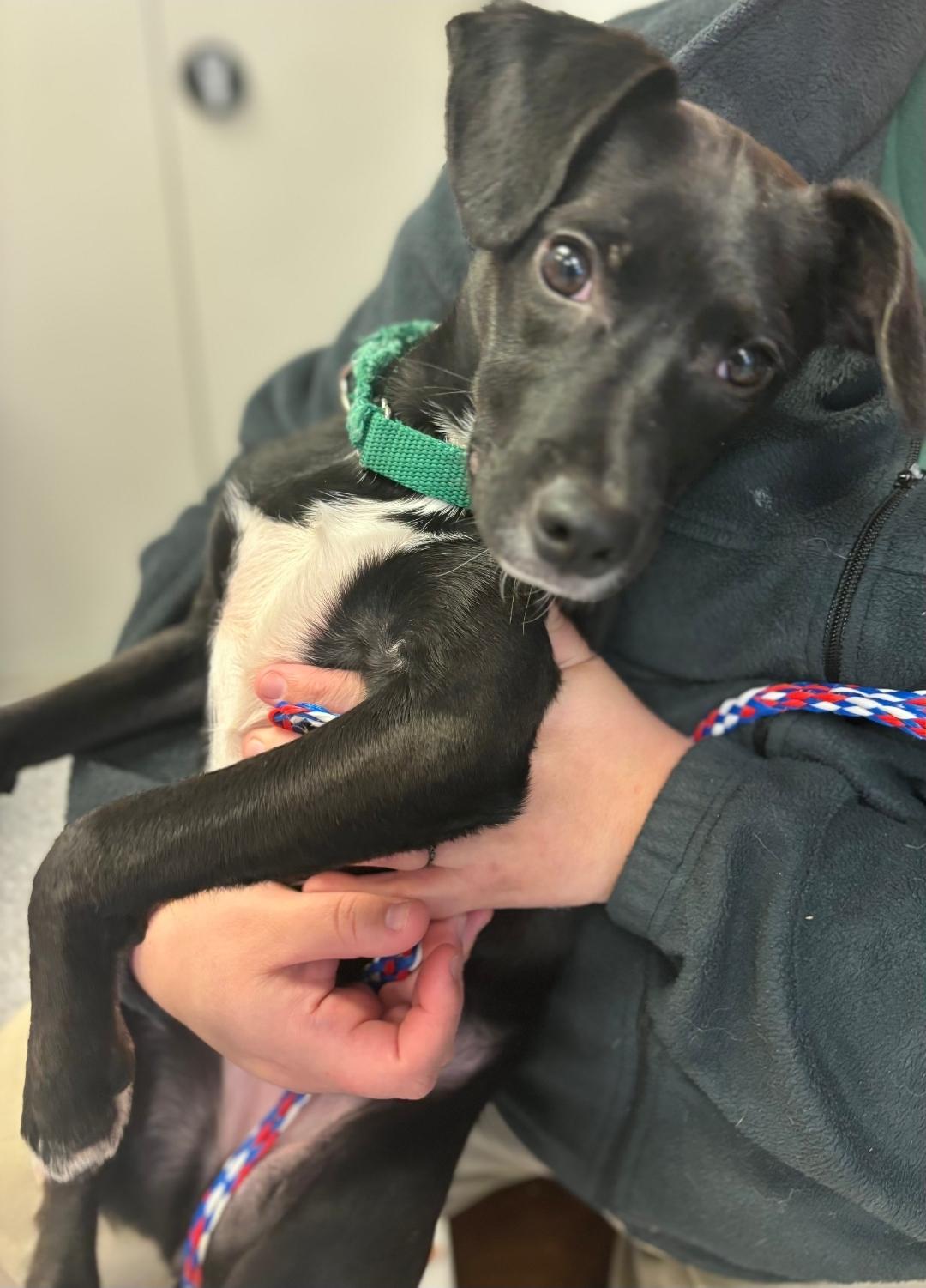 Enlarge Paris, a ADOPTABLE mixed breed in Watertown, NY image 1/2