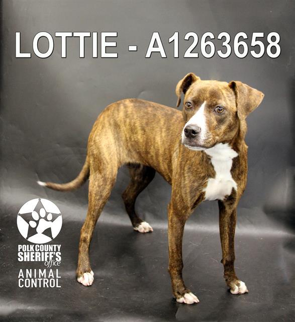 LOTTIE, Adoptable, Young Female American Bulldog & Mixed Breed.