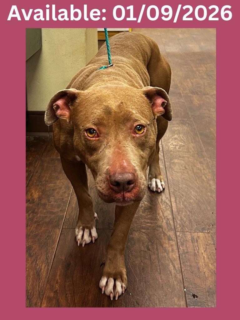 Dog Kennel #21, Adoptable, Young Female Pit Bull Terrier & Mixed Breed.