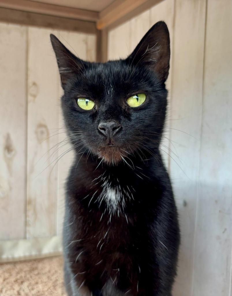 Ivy, Adopted, Young Female Domestic Short Hair.