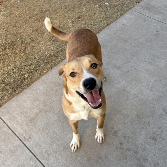 Enlarge Nemo, a Adoptable mixed breed in Logan, UT image 1/2