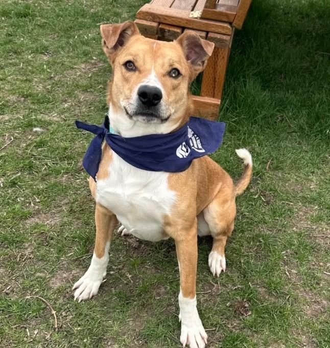 Enlarge Nemo, a Adoptable mixed breed in Logan, UT image 2/2