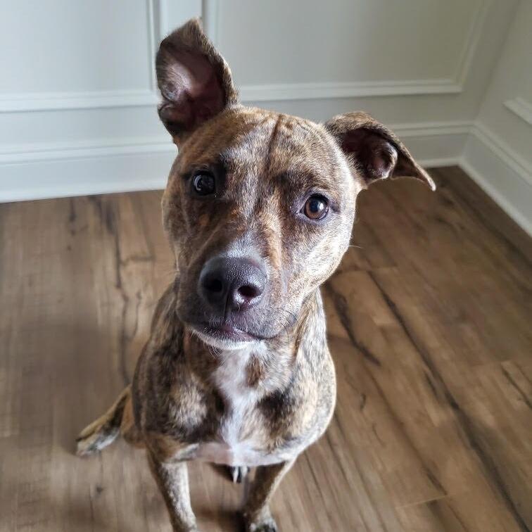 Mollie (Courtesy Post), a Adoptable mixed breed in Durham, NC image 1/4