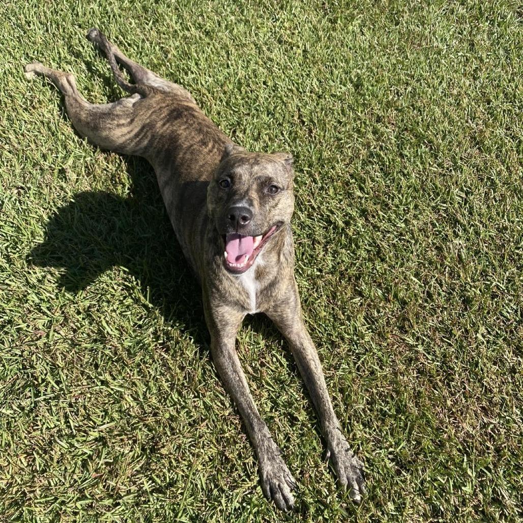 Mollie (Courtesy Post), a Adoptable mixed breed in Durham, NC image 2/4