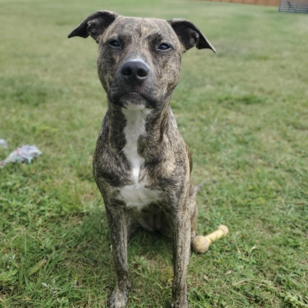 Mollie (Courtesy Post), a Adoptable mixed breed in Durham, NC image 3/4
